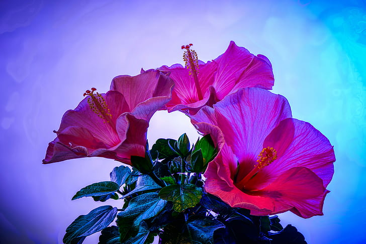 Hibiscus Flowers, flowers, hibiscus, closeup, pink color, HD wallpaper