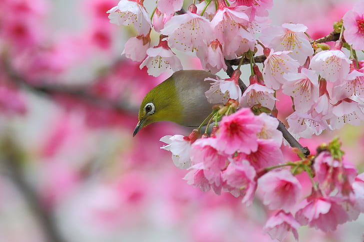fågel, blomning, gren, körsbär, öga, blommor, japanska, Sakura, vår, vit, HD tapet