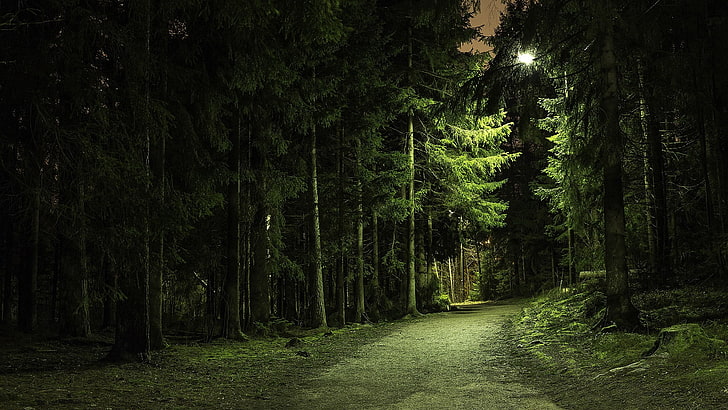 green leafed tree, landscape photography of green leaf trees during nighttime, nature, trees, forest, green, branch, path, lights, landscape, pine trees, dirt road, HD wallpaper