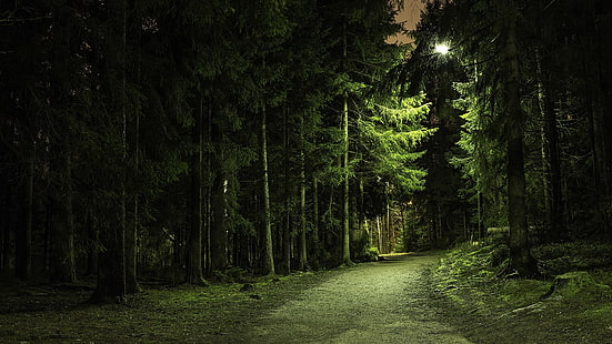 الشجرة المورقة الخضراء ، تصوير المناظر الطبيعية لأشجار الأوراق الخضراء أثناء الليل ، الطبيعة ، الأشجار ، الغابة ، الأخضر ، الفرع ، المسار ، الأضواء ، المناظر الطبيعية ، أشجار الصنوبر ، الطريق الترابية، خلفية HD HD wallpaper