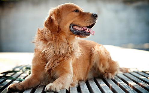 dog, animals, golden retrievers, HD wallpaper HD wallpaper
