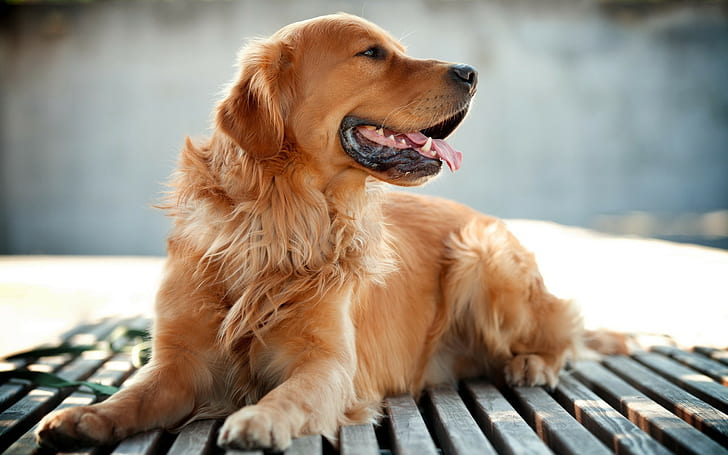 Anjing, Golden Retriever, Hewan, anjing, golden retriever, Wallpaper HD