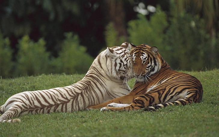 Casal de Tigers, two tigers, Animals, Tiger, amazing animals wallpapers, beautiful animal wallpaper, cute animal wallpapers, wild animal wallpapers, tiger wallpapers, HD wallpaper