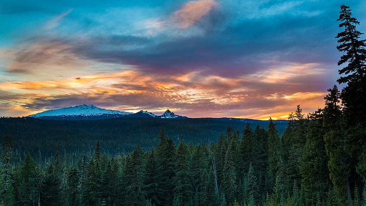 grüne Kiefern, Oregon, Landschaft, Bäume, HD-Hintergrundbild
