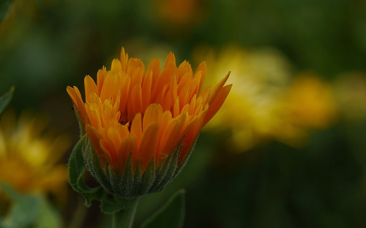 일 글로우 꽃 사진의 HD 월페이퍼, HD 배경 화면