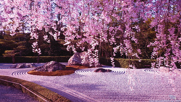 Kirschbaum, Blüte, Teppich, Frühling, rosa Blumen, wunderbar, HD-Hintergrundbild