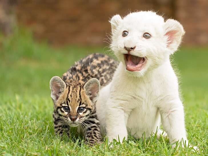 albino tiger cub and cheetah cub, kittens, cubs, lion, wild cat, HD wallpaper