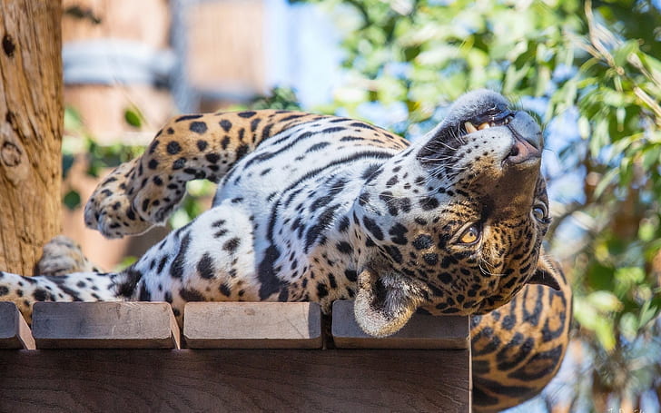 Sova, jaguar, vildkatt, rovdjur, ansikte, brun leopard, sova, Jaguar, vild, katt, rovdjur, ansikte, HD tapet