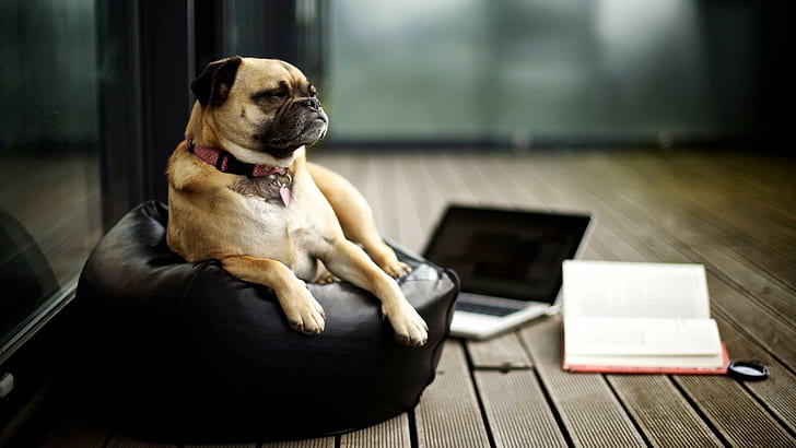 pug laptop books mac book dog, HD wallpaper