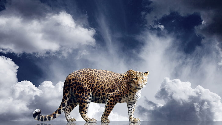 animals, fur, leopard, big cat, cheetah, feline, animal skin, predator, animal, cat, wild, wildlife, HD wallpaper