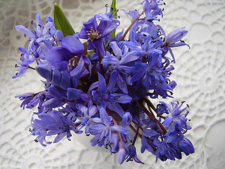 purple cluster flowers, flowers, blue, bouquet, doily, HD wallpaper
