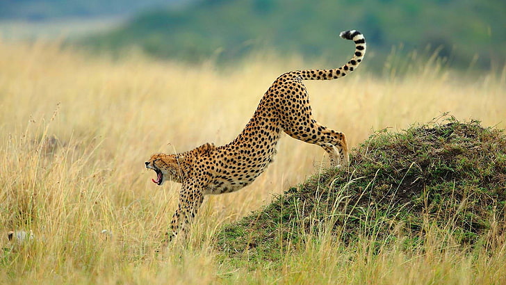 cheetah beautiful pictures, HD wallpaper