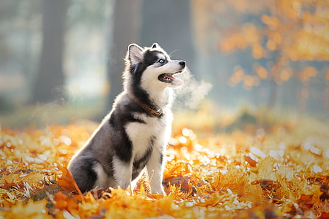 Anjing, Siberian Husky, Bayi Binatang, Kedalaman Lapangan, Anjing, Daun, Hewan Peliharaan, Anak Anjing, Wallpaper HD HD wallpaper