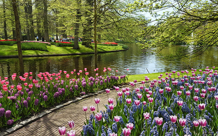 white-and-red flowers, summer, water, flowers, pond, tulips, Park, Netherlands, Keukenhof, Garden of Europe, HD wallpaper