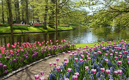 бело-красные цветы, лето, вода, цветы, пруд, тюльпаны, парк, нидерланды, кёкенхоф, сад европы, HD обои HD wallpaper