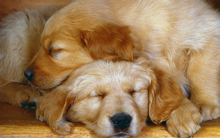 Dogs, Golden Retriever, Animal, Close-Up, Cute, Dog, Puppy, Sleeping, HD wallpaper