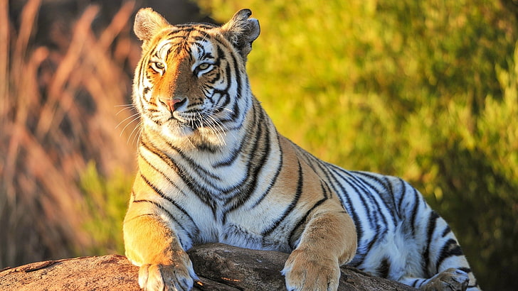 animals, tiger, big cats, feline, mammals, wildlife, HD wallpaper
