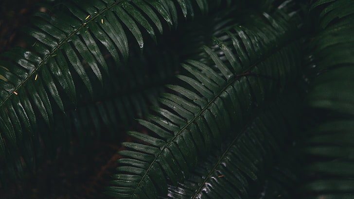 4K, oled, plants, fern, green, black, HD wallpaper | Wallpaperbetter
