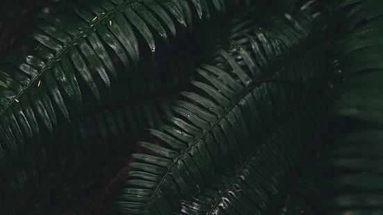 зеленые листья папоротника, папоротник, листья, зеленые, растение, HD обои HD wallpaper