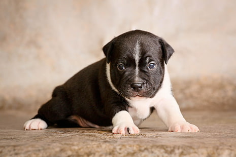 cachorro blanco y negro, staffordshire bull terrier, cachorro, perro, lindo, bebé, Fondo de pantalla HD HD wallpaper