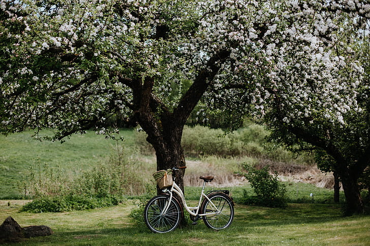 bicycle, field, nature, flowers, landscapes, tree, bloom, moods, apple tree, 4k ultra hd background, HD wallpaper