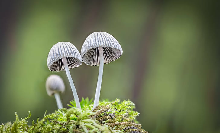 two grey mushrooms in micro photography, ousted, pretender, micro, photography, mushroom, macro, mycology, moss, champignon, Canon EOS 6D, fungi, forest, Pilz, outdoor, fungus, nature, plant, close-up, season, autumn, toadstool, growth, HD wallpaper