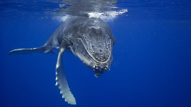 灰色のマッコウクジラ デジタルアート 水中 青 クジラ ダイバー 海 哺乳類 Hdデスクトップの壁紙 Wallpaperbetter