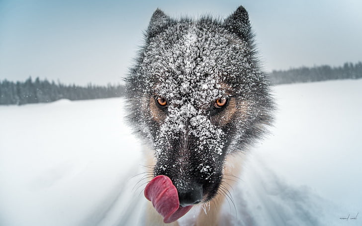 lobo marrón y negro, foto del lobo en el campo de nieve, primer plano, naturaleza, nieve, invierno, profundidad de campo, bozales, lenguas, animales, lobo, Fondo de pantalla HD