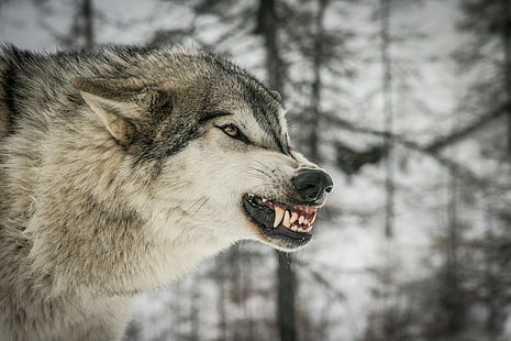 Anger Wolf face, gray and white wolf, wolf, predator, face, profile, fangs, teeth, rage, anger, threat, HD wallpaper HD wallpaper