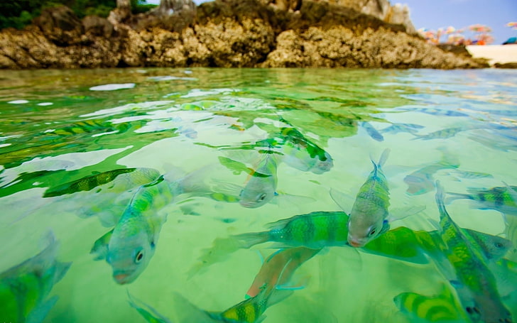 緑と灰色の魚の群れ、背景、海、水、マクロ、表面、魚、パック、 HDデスクトップの壁紙
