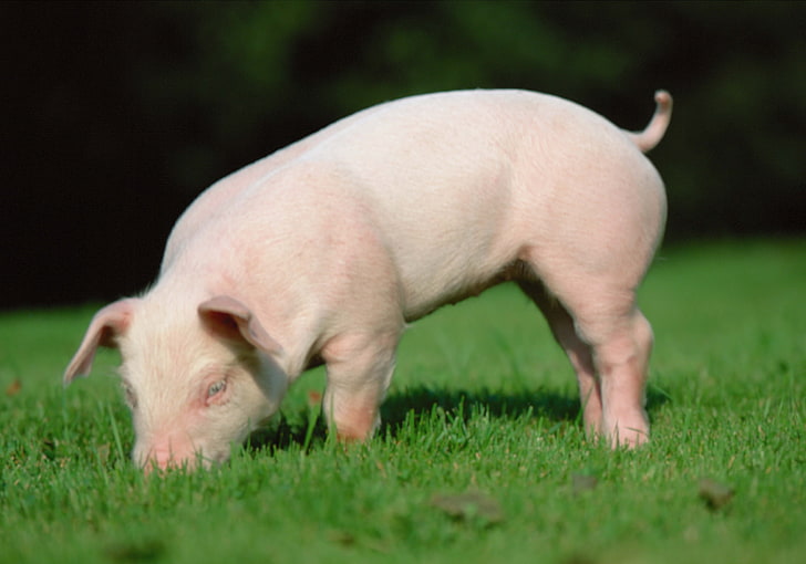 pig piglet, pig, grass, earth, food, HD wallpaper