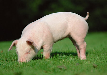 świnia Prosiaczek, świnia, trawa, ziemia, żywność, Tapety HD HD wallpaper