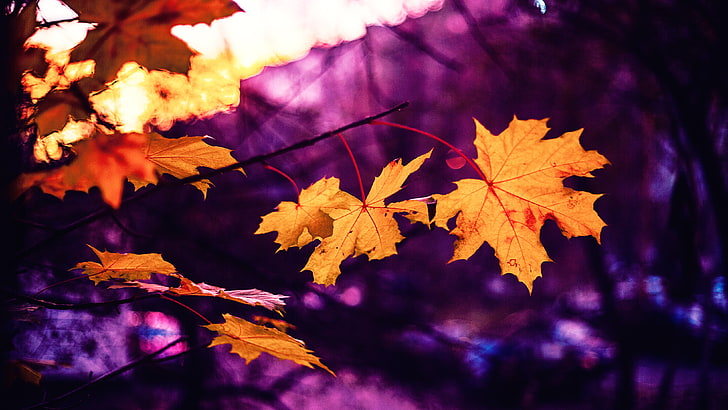 daun maple, maple, daun, musim gugur, blur, Wallpaper HD