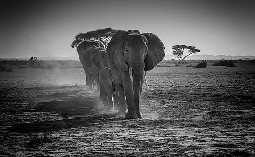 Stado słoni afrykańskich idących w linii, czarno-białe, widok, podróż, ochrona, przyroda, krajobrazy, dzikie, podróż, scena, drzewo, fotografia, słonie, gatunek, rodzina, Kenia, park, Afryka, Afryka, zwierzę, Na wolnym powietrzu, wakacje, ochrona przyrody, naturalne, przygoda, safari, dzika przyroda, wyprawa, siedlisko, akacja, wycieczka, amboseli, miejsce docelowe, wizyta, czarno-biały, atrakcje turystyczne, zakurzony, park narodowy, turystyka, rezerwat, akacjowe, afrykańskie słonice, afrykański słonia, dolina szczelinowa, IUCN, Tapety HD HD wallpaper