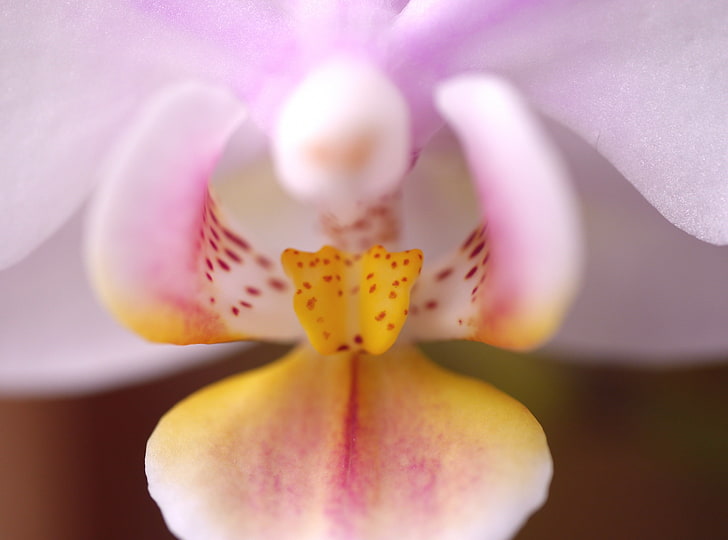 Phalaenopsis, Nature, Flowers, moth orchid, HD wallpaper