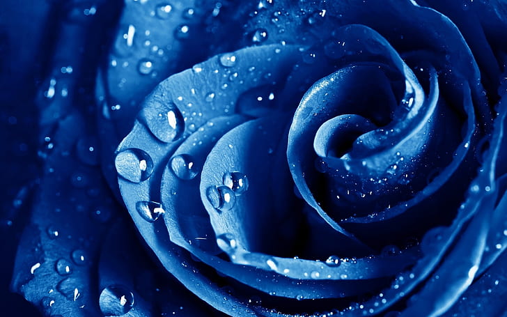 Blue Rose Macro HD wallpapers free download | Wallpaperbetter