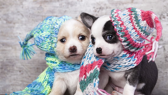 cute, puppy, puppies, dog, animals, HD wallpaper HD wallpaper