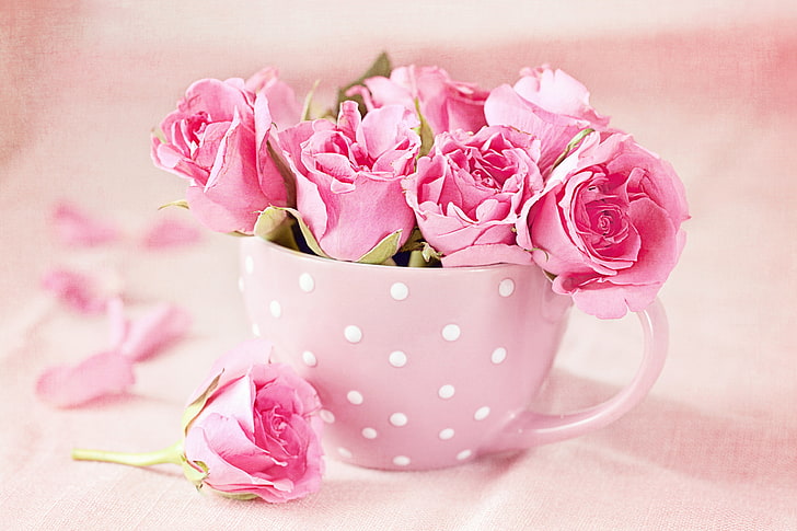 pink roses, photo, Flowers, Pink, Roses, Cup, HD wallpaper