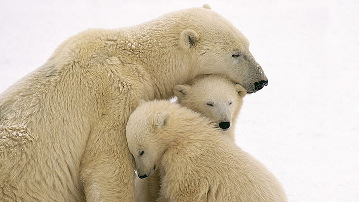 Family Bear, love, arctic, polar, family, bear, animals, HD wallpaper