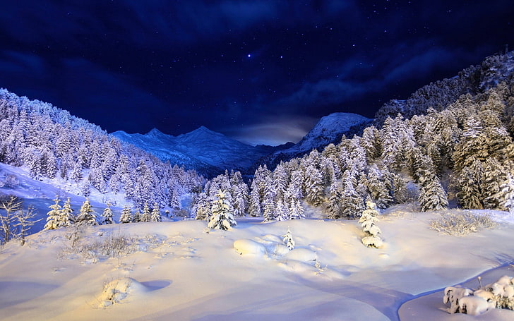 зеленые лиственные деревья, зима, снег, покров, ночь, свет, деревья, хвойные, звёзды, синие, белые, HD обои