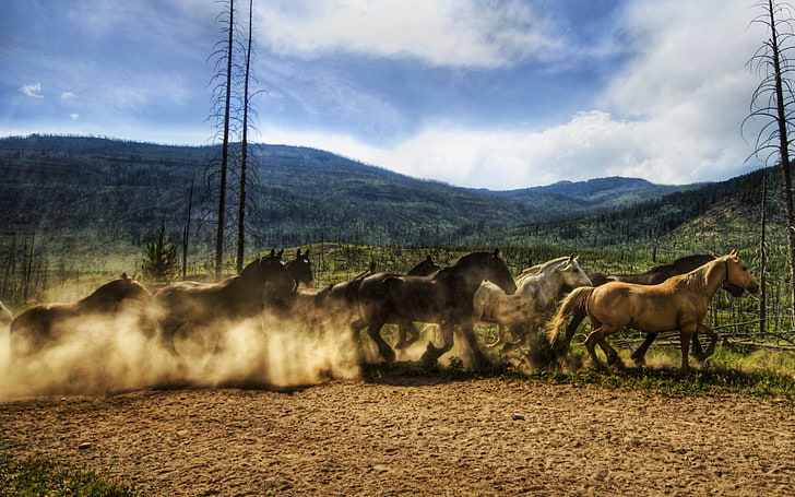 ม้าสีน้ำตาลและสีดำม้าฝูงวิ่งท้องฟ้าฝุ่น, วอลล์เปเปอร์ HD