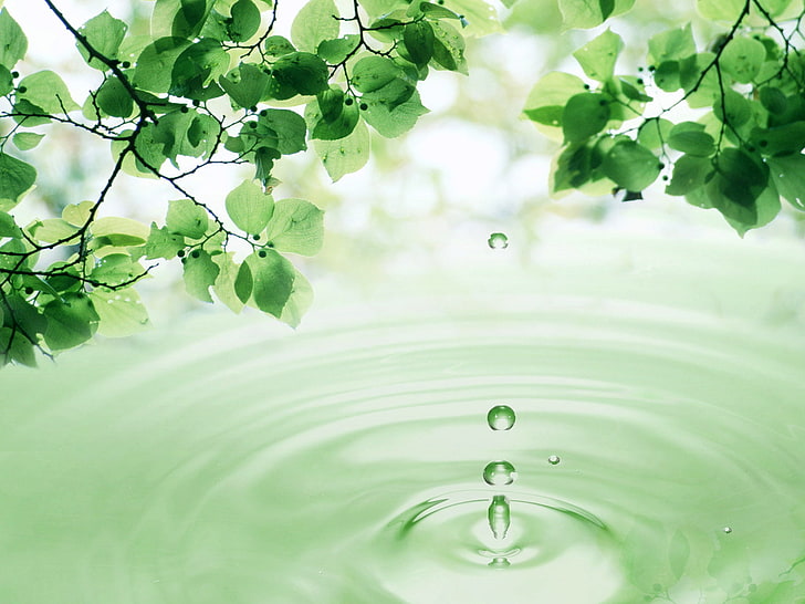 Liście 3D i kropla wody, kropelki z ilustracją zielonych liści roślin, przyroda, kwiaty, woda, liść, zieleń, kropla wody, Tapety HD
