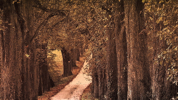 brown trees, trees, nature, road, filter, brown, noise, dirt road, HD wallpaper