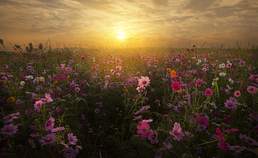 4K, Bloom, Cosmos flowers, Sunrise, Blossom, HD wallpaper HD wallpaper