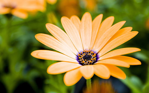 Fleur de Gerbera Orange Hd 7544, Fond d'écran HD HD wallpaper