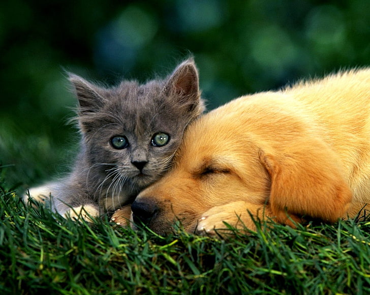 Dogs, Dog, Adorable, Animal, Cat, Cute, Grass, Kitten, Love, Puppy, HD wallpaper