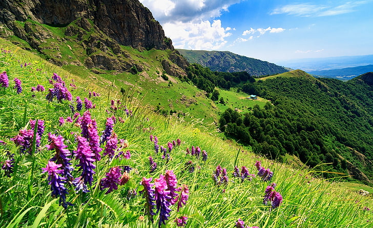 Pegunungan Balkan - Bulgaria, lavender, Eropa, Bulgaria, bunga, batu, rumput, langit, awan, lanskap, alam, pegunungan, pohon, hutan, stara planina, pegunungan balkan, kabut, Wallpaper HD