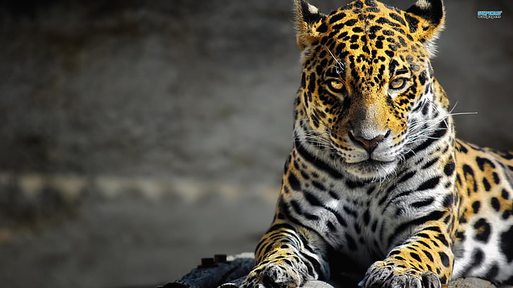 lampart, jaguary, lampart (zwierzę), zwierzęta, Tapety HD