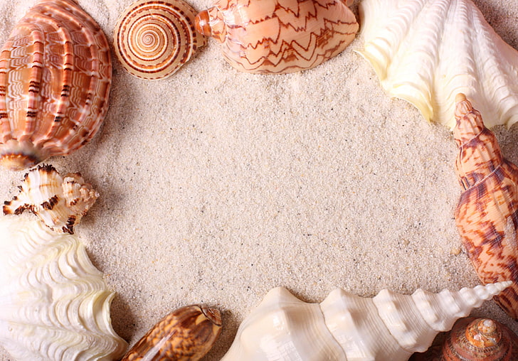 conchas marrones y blancas, conchas marinas, marco, arena, Fondo de pantalla HD