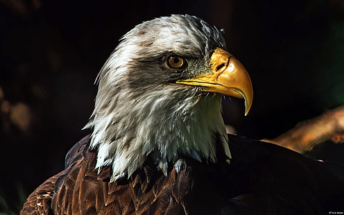 nature, animals, wildlife, birds, eagle, bald eagle, HD wallpaper HD wallpaper